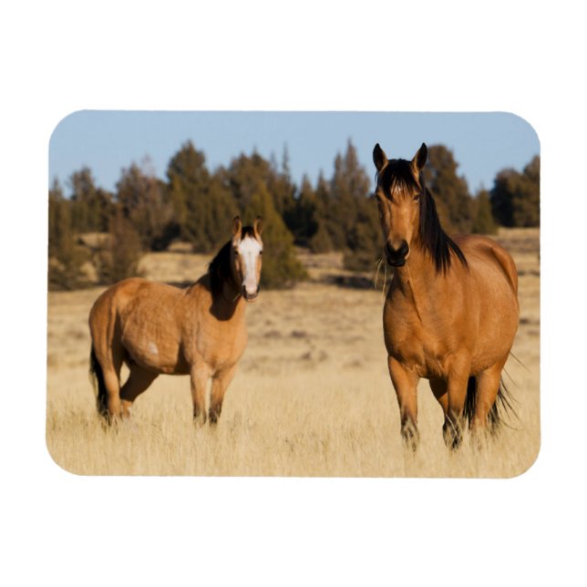 Magnet Flexible Chevaux sauvages, montagnes de Steens (Horizontal)