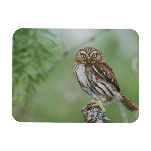 Magnet Flexible Chevêchette brune, Glaucidium brasilianum, 3 (Horizontal)