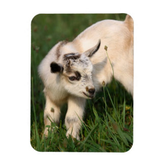 Magnet Flexible Chèvre de bébé mignonne