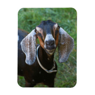 Magnet Flexible Chèvre femelle rustique rurale campagne ferme