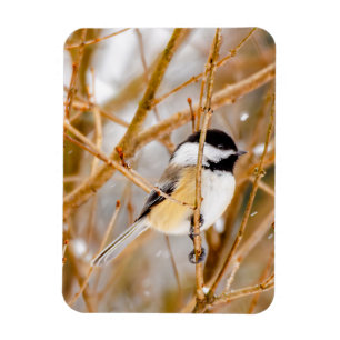 Magnet Flexible Chickadee au plafond noir - Photo originale