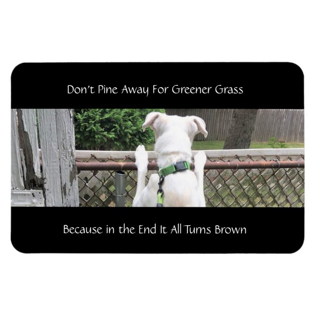 Magnet Flexible Chien blanc mignon Nosey regardant l'herbe de l'au (Horizontal)