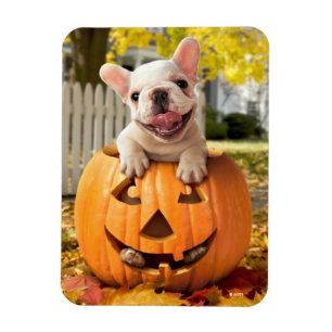 Magnet Flexible Chien dans Jack-o-Lantern