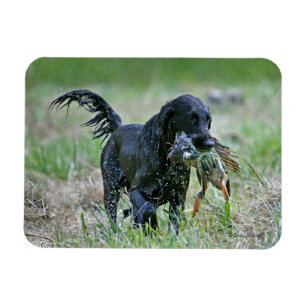 Magnet Flexible Chien d'arrêt de Flatcoated avec l'aimant de