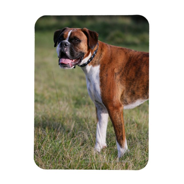 Magnet Flexible Chien de boîte debout (Vertical)