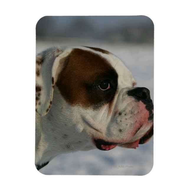 Magnet Flexible Chien de boxe dans la neige (Vertical)