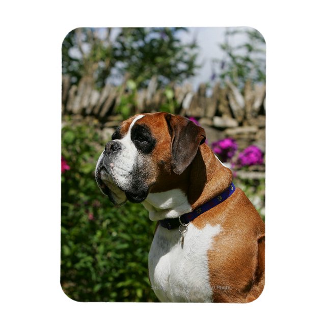 Magnet Flexible Chien de boxe dans les fleurs (Vertical)