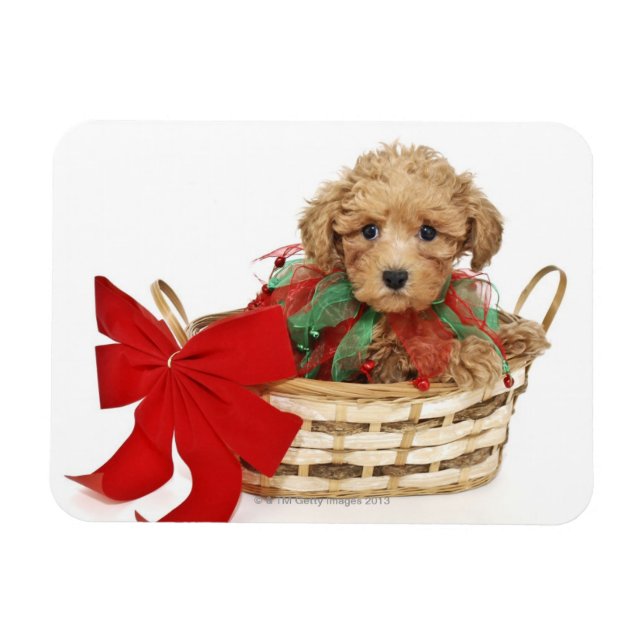 Magnet Flexible Chien de caniche assis dans le panier de Noël (Horizontal)