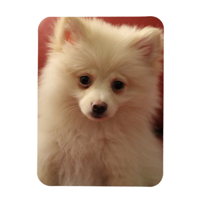 Magnet Flexible Chien de Poméranie mignon (Vertical)