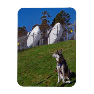 Magnet Flexible Chien de repérage