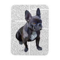Chien de taureau français