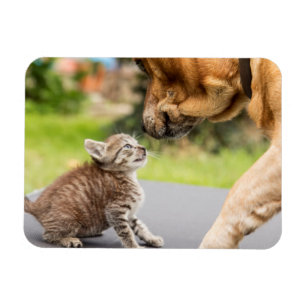 Magnet Flexible Chien et chat des images de Getty dans l'amour