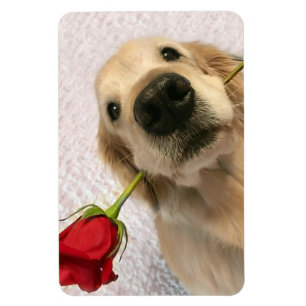 Magnet Flexible Chien Golden Retriever avec Rose rouge