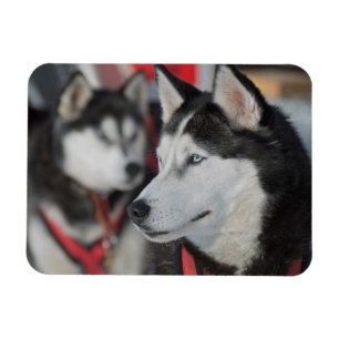 Magnet Flexible Chien husky avant une course, Canada