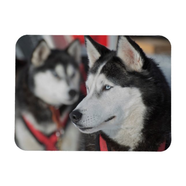 Magnet Flexible Chien husky avant une course, Canada (Horizontal)