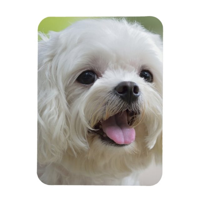 Magnet Flexible Chien maltais blanc (Vertical)