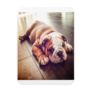 Magnet Flexible Chien menteur de Bulldog anglais   Photo de chien
