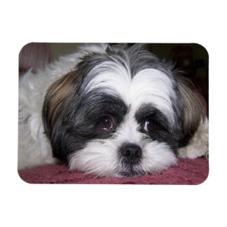 Magnet Flexible Chien Shih Tzu
