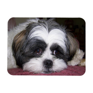 Magnet Flexible Chien Shih Tzu