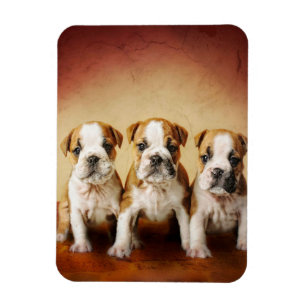 Magnet Flexible Chiens de taureau anglais vraiment mignons