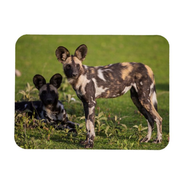Magnet Flexible Chiens sauvages africains en Tanzanie (Horizontal)
