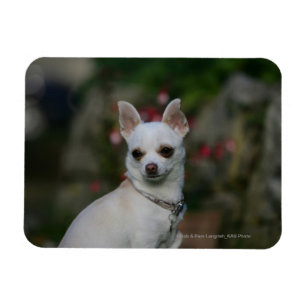Magnet Flexible Chihuahua blanc