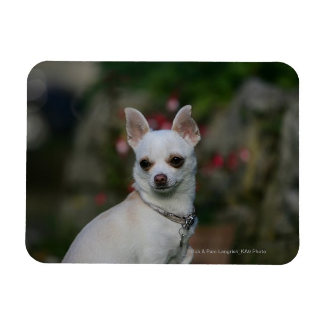 Magnet Flexible Chihuahua blanc (Horizontal)