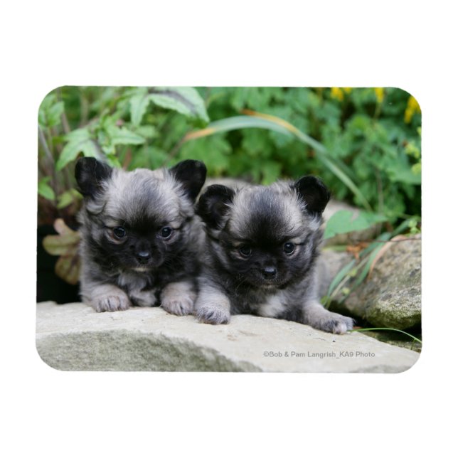 Magnet Flexible Chihuahua Chiuppies (Horizontal)