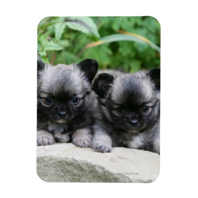 Magnet Flexible Chihuahua Chiuppies (Vertical)