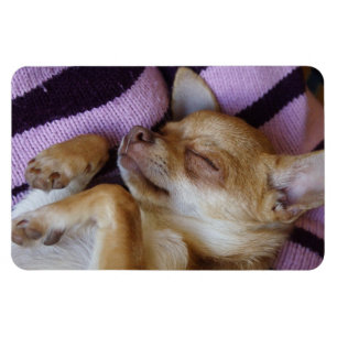 Magnet Flexible Chihuahua endormi