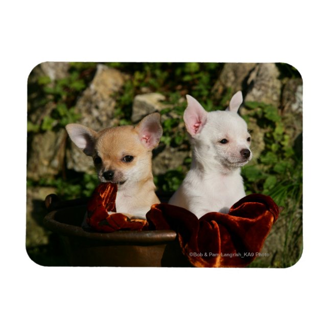 Magnet Flexible Chihuahua Puppies (Horizontal)