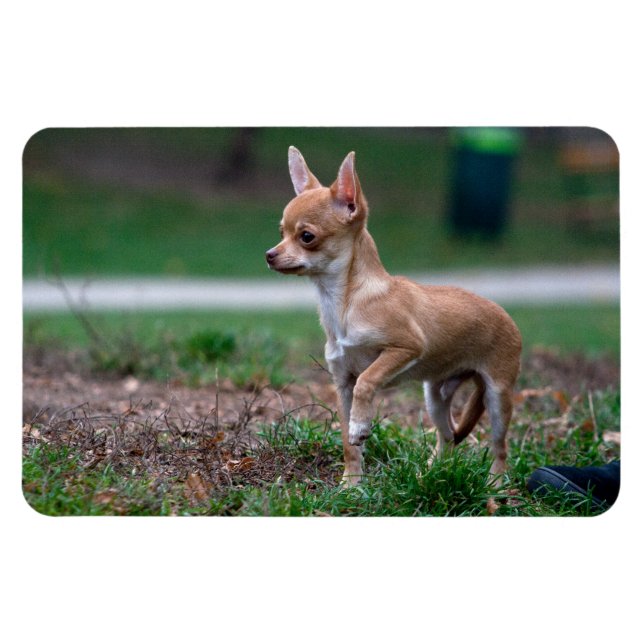 Magnet Flexible Chihuahua Puppy (Horizontal)