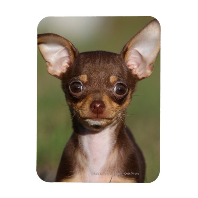 Magnet Flexible Chihuahua Puppy regarde l'appareil photo (Vertical)