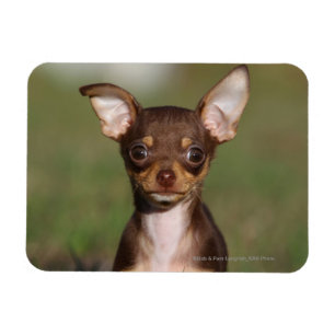 Magnet Flexible Chihuahua Puppy regarde l'appareil photo