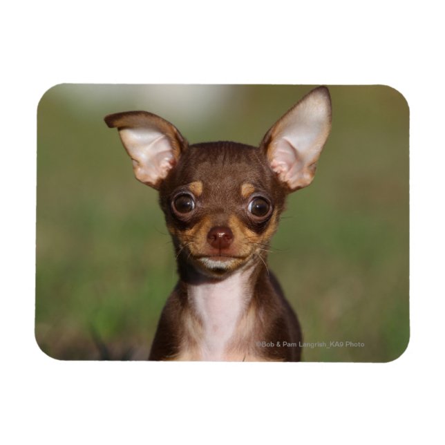 Magnet Flexible Chihuahua Puppy regarde l'appareil photo (Horizontal)