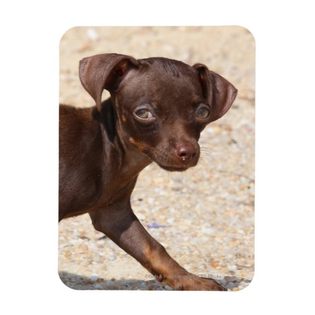 Magnet Flexible Chihuahua Puppy Walking (Vertical)