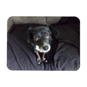 Magnet Flexible Chihuahua vous regardant l'aimant flexible
