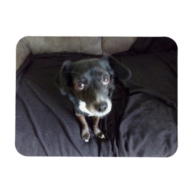 Magnet Flexible Chihuahua vous regardant l'aimant flexible (Horizontal)