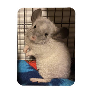 Magnet Flexible chinchilla