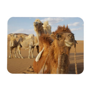 Magnet Flexible Chine, Mongolie intérieure, désert de Badain Jaran