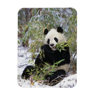 Magnet Flexible Chine, province du Sichuan. Le Panda géant se nour