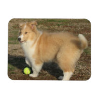 Chiot à collie rugueux avec aimant à bille