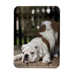 Magnet Flexible Chiot anglais de bouledogue