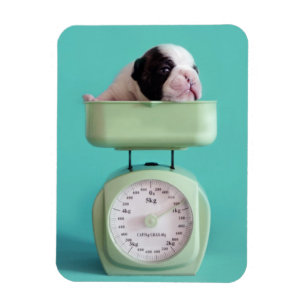 Magnet Flexible Chiot de bouledogue français