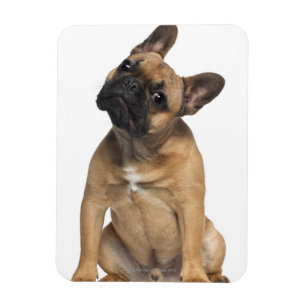 Magnet Flexible Chiot de bouledogue français (7 mois)