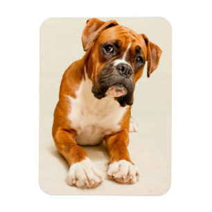 Magnet Flexible Chiot de boxeur sur le contexte crème en ivoire