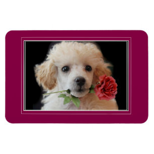 Magnet Flexible Chiot de caniche Valentine's Toy 4x6 aimant photo
