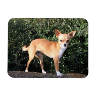 Magnet Flexible Chiot de chiwawa de tasse de thé