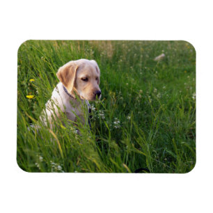 Magnet Flexible Chiot de laboratoire jaune en herbe haute