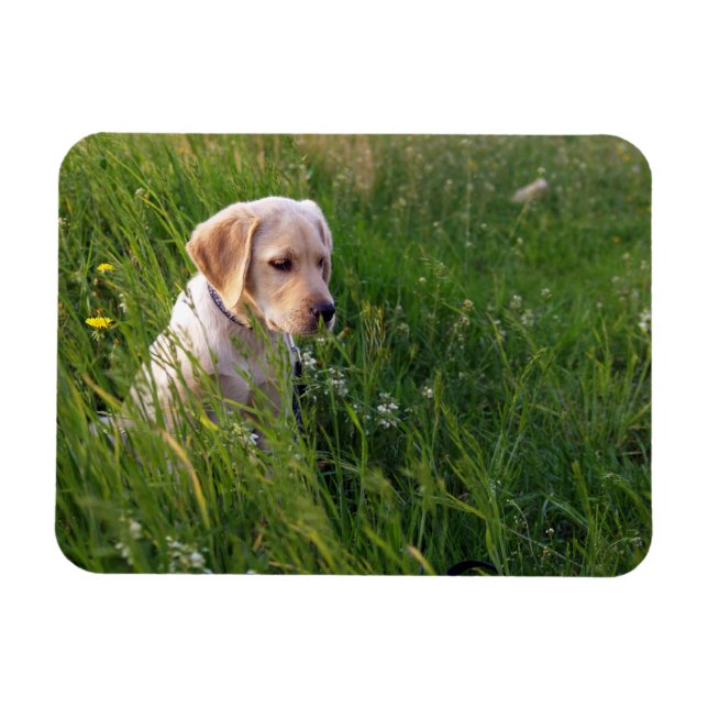 Magnet Flexible Chiot de laboratoire jaune en herbe haute (Horizontal)